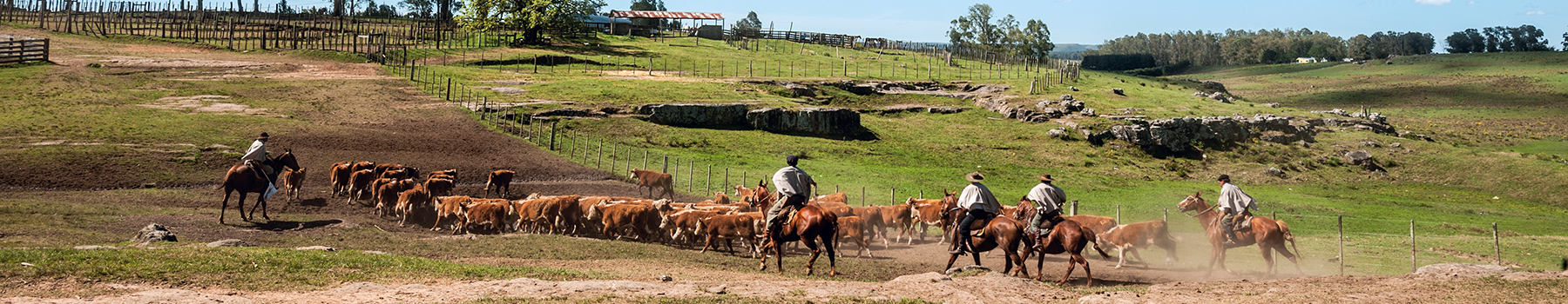 Welcome to the website of the Low Carbon Livestock - Research Network (LCL-RN) 